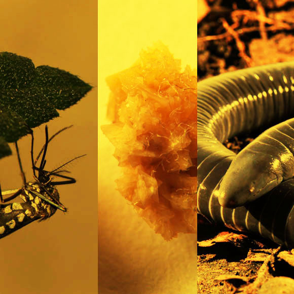 מהנשמדע 09/07 – מחקרים חדשים ביותר