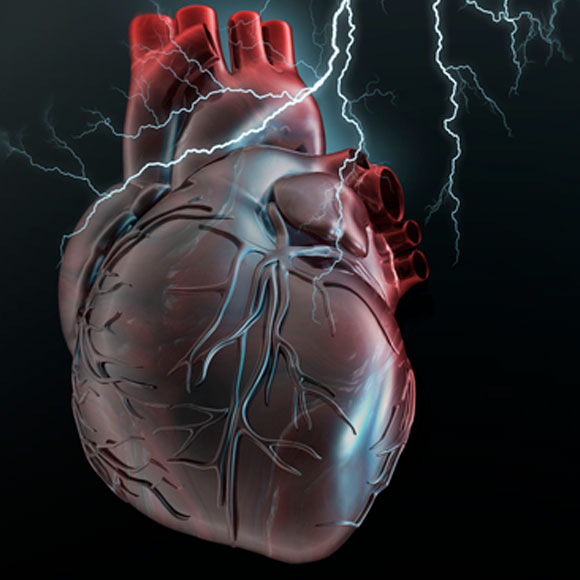 السّاعة البيولوجيّة الّتي تمنع النّدوب في القلب