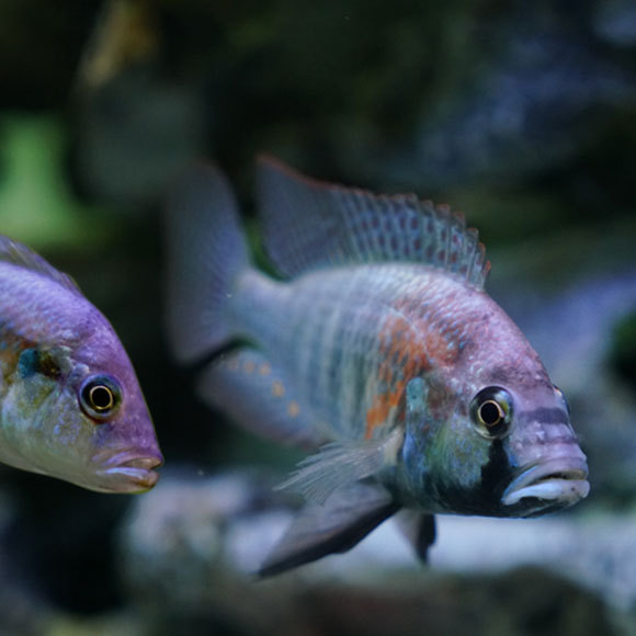 ללמוד מפשוטי העם