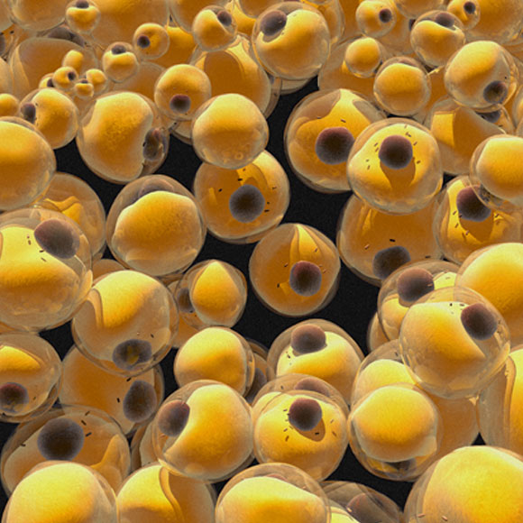 تحويل النّسيج الدّهنيّ الأبيض إلى بنيّ