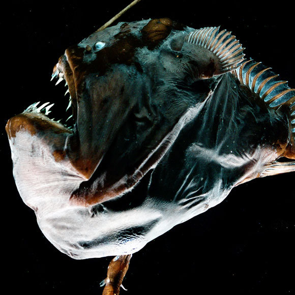 חיי המין ששינו את מערכת החיסון