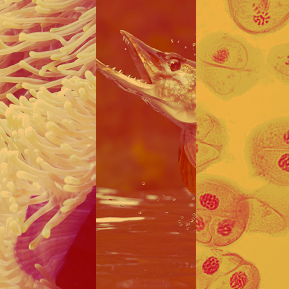 מהנשמדע 11/9 – מחקרים חדשים ביותר