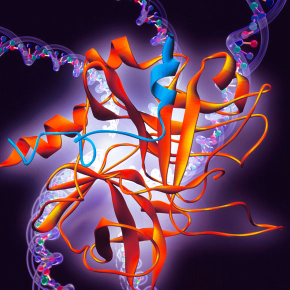 מחשב, תכנן לי חלבון