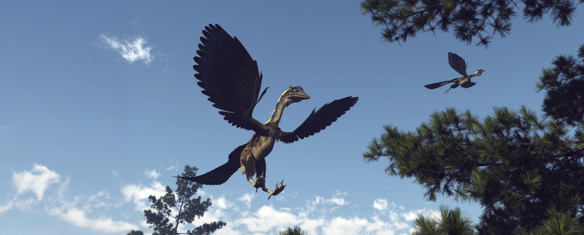 מוצָא הנוצה