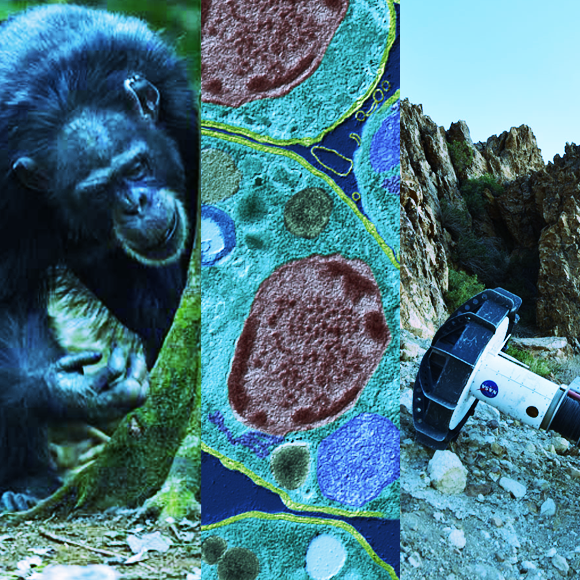 מהנשמדע 17/10 – מחקרים חדשים ביותר