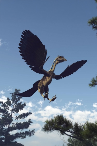 מוצָא הנוצה