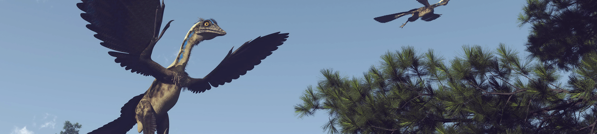 מוצָא הנוצה