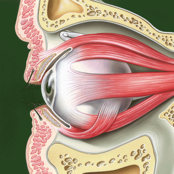 لماذا يرفّ جفن عيني؟