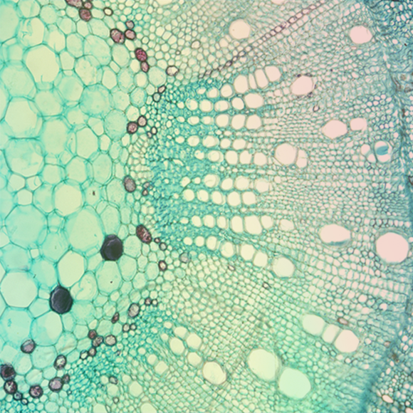 غشاء الخلية وجدار الخلية