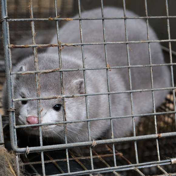 מה מדאיג ב”קורונת החורפנים”?