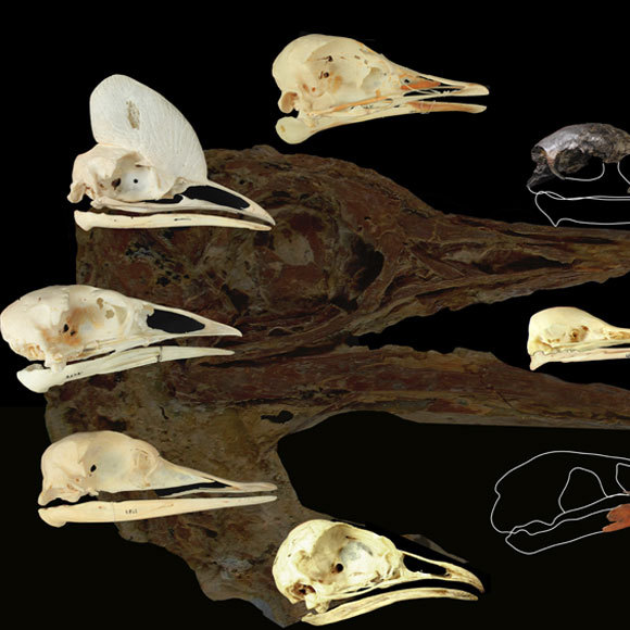 החוש השישי של הציפורים הקדומות