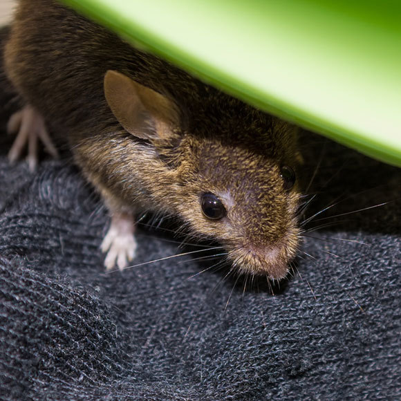 פוחד, לא פוחד