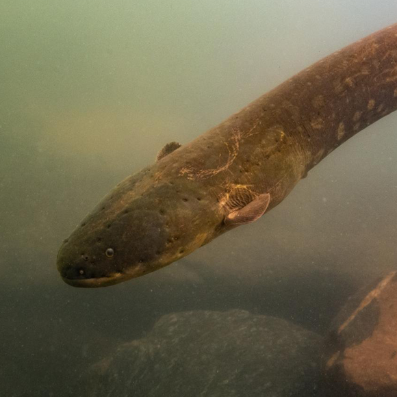 הצלופחים החשמליים שצדים בלהקות