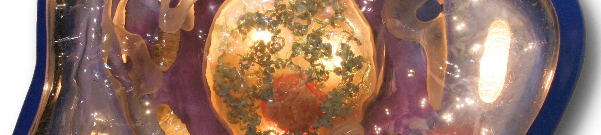 آليات إفراز البروتين من الخلية