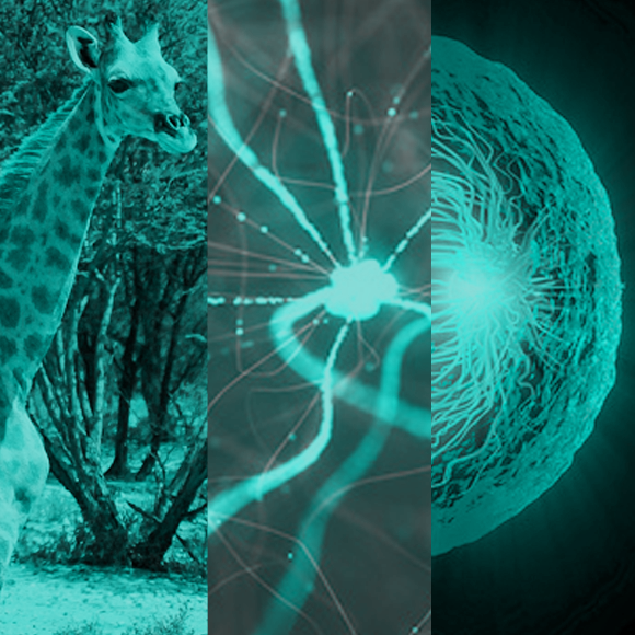 מהנשמדע 21/01 – מחקרים חדשים ביותר