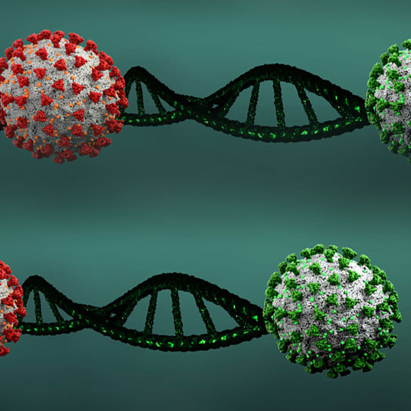 السّلالة الجديدة لفيروس الكورونا: مُعدية أكثر، لكنّها ليست أكثر فتكًا