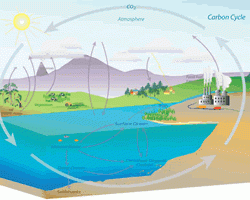 Tracking the Carbon Cycle