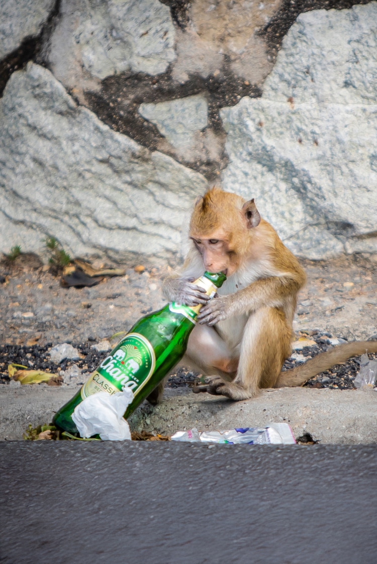 שותים כמו חיות
