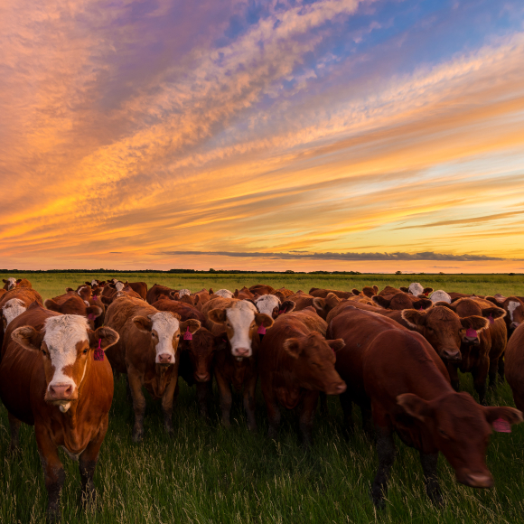 Record Methane Emissions Worldwide