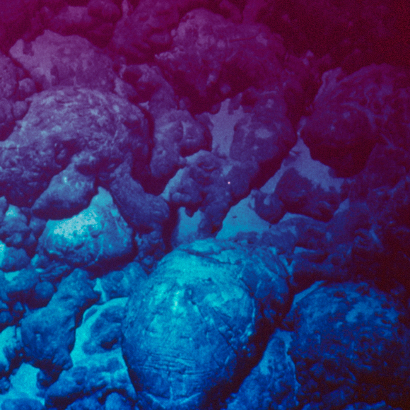 السّلف المشترك لكلّ الكائنات الحيّة