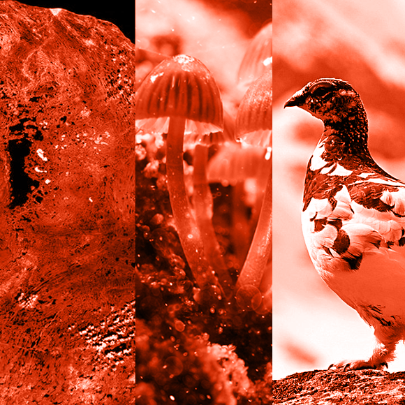 מהנשמדע 14/5 – מחקרים חדשים ביותר