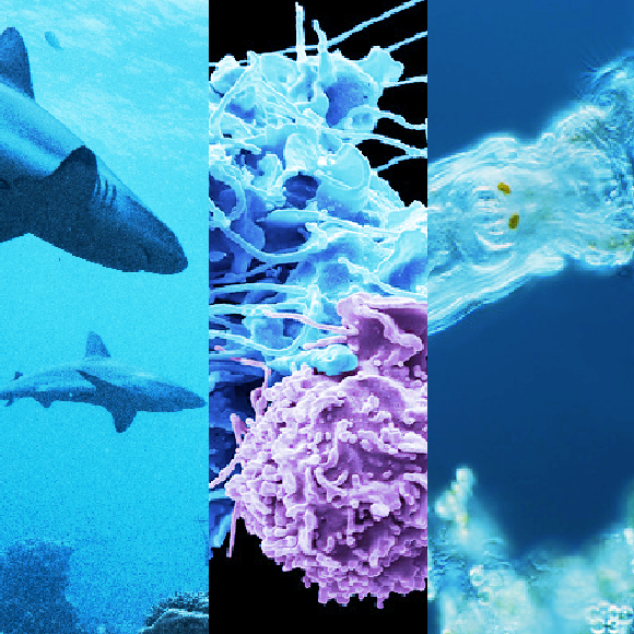 מהנשמדע 18/6 – המחקרים החדשים ביותר