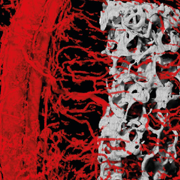 עצם, שריר ודם, גדלים יחד במעבדה