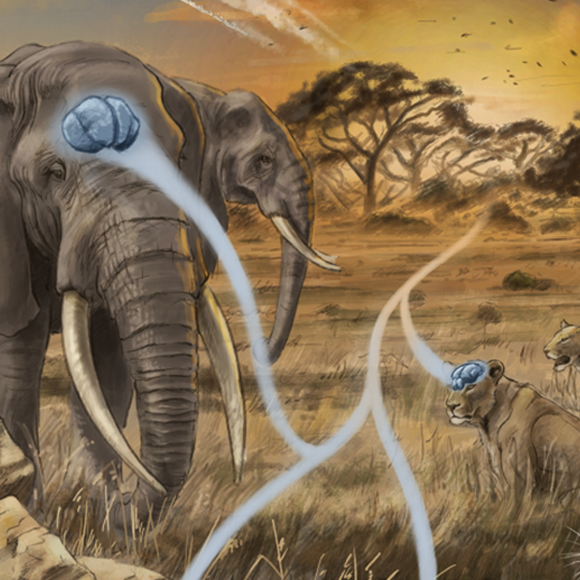 الحجم ليس كلّ شيء!