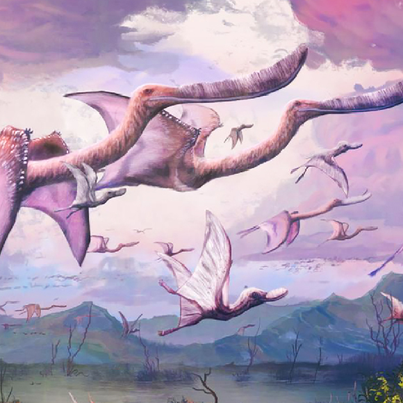 לעוף ישר מהביצה