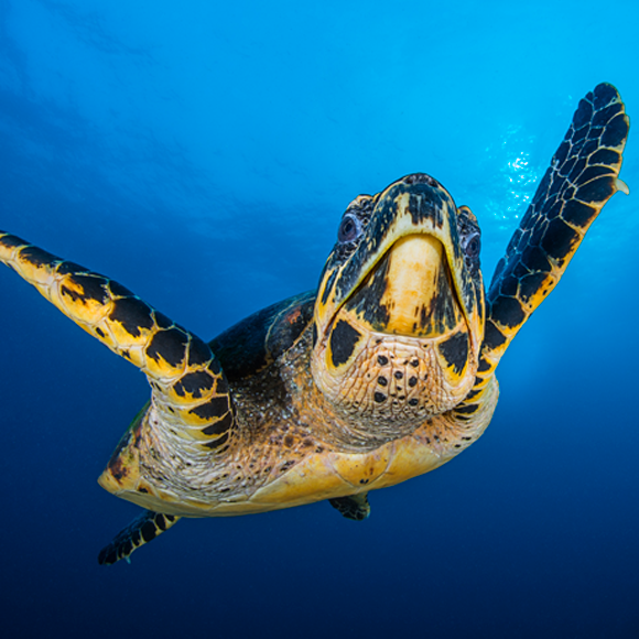 التّنفّس من الجانب الخَلفيّ