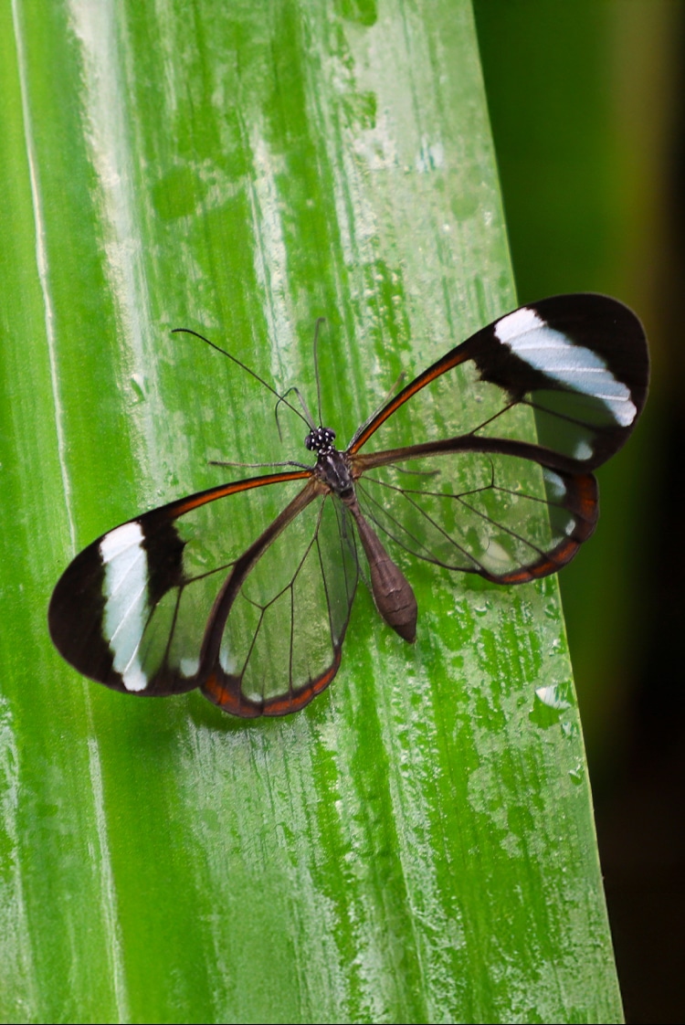 היצורים השקופים של הטבע
