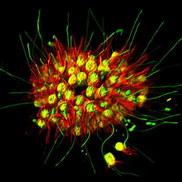 أحاديّات الخلايا المتعاونة