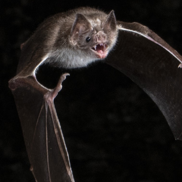 Communal Blood Meals