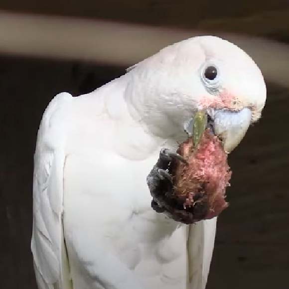 סט הכלים של התוכי