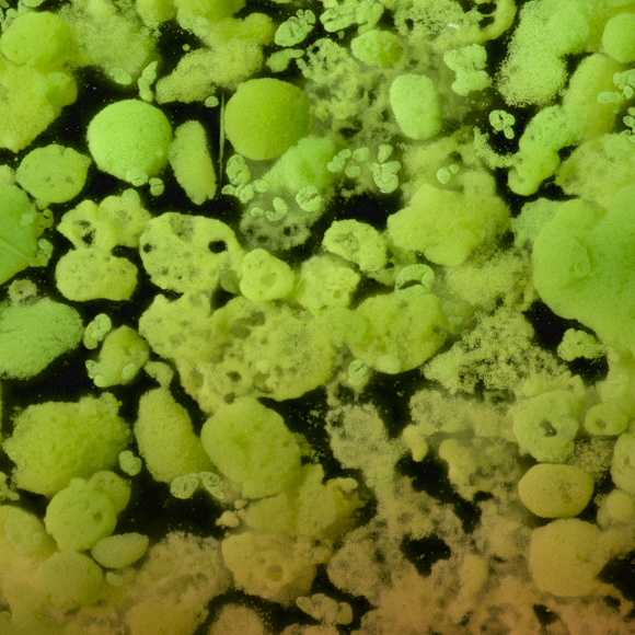 الفيروسات التي تساعد في عمليّة التركيب الضوئيّ