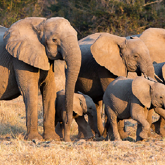 פילים ללא חט