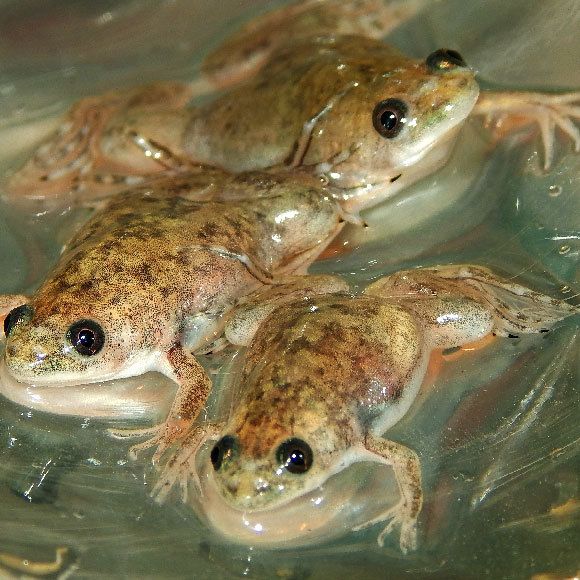 The Algae That Fuel the Brain