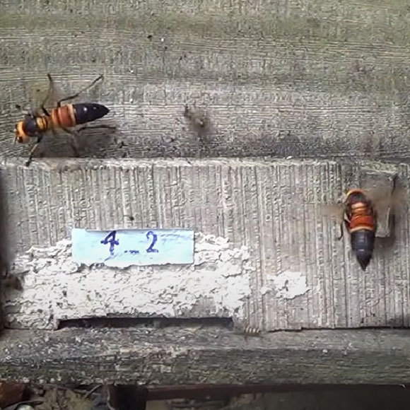 The Warning Screams of Bees