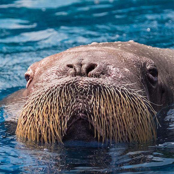 A Small Whiskered World