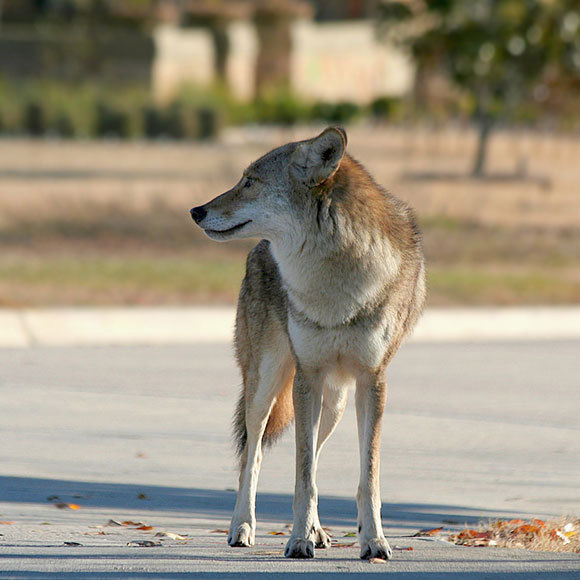 הערים שמגדילות את החיות
