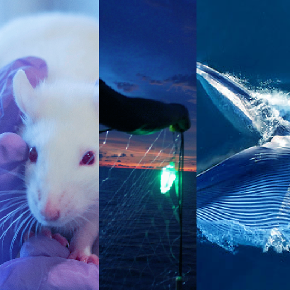 המחקרים החדשים ביותר: מהנשמדע 4/2/22