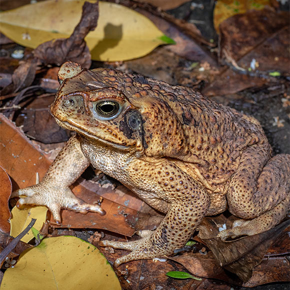 הקרפדות הגיעו לאוסטרליה, והפכו לקניבליות