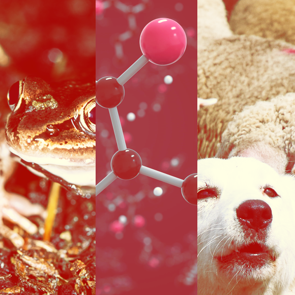 המחקרים החדשים ביותר: מהנשמדע 18/6/2022