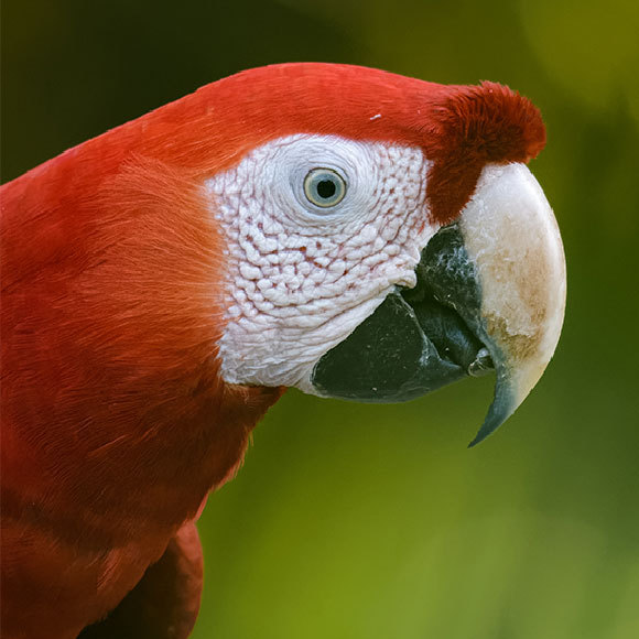 مع دماغ كبير يأتي عمر طويل