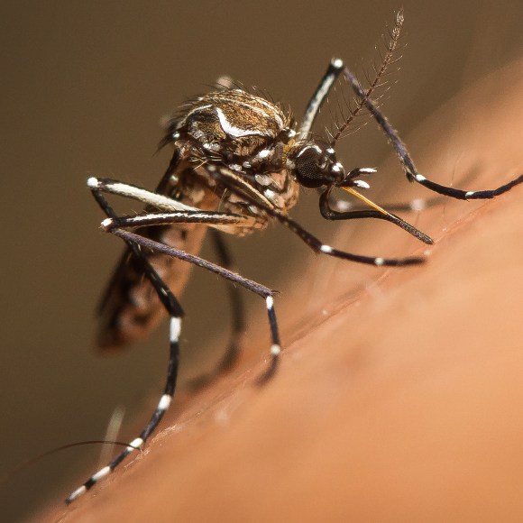 كيف نخفف من وطأة اللسعات؟