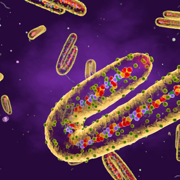 فيروس ماربورغ الإفريقي الفتّاك