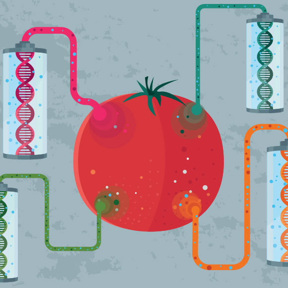 “الطماطم الفائقة” بديلة لأشعّة الشمس