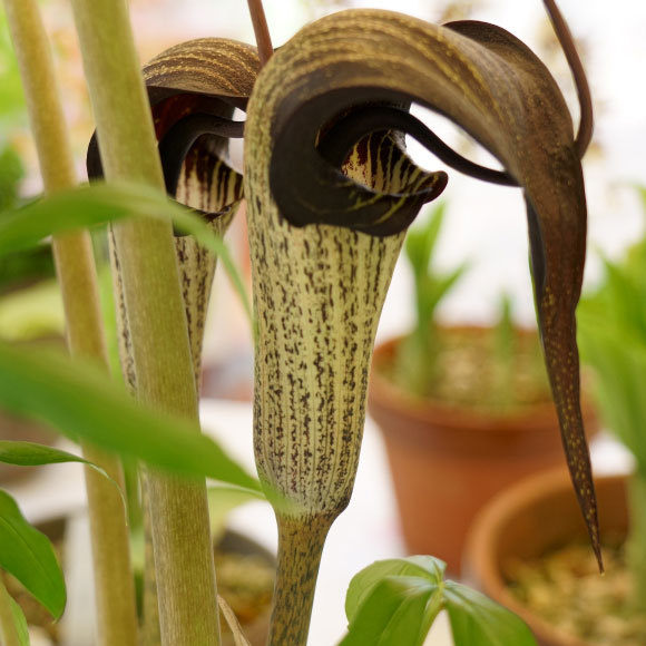 الزهرة المُغرية ذات الجاذبية القاتلة