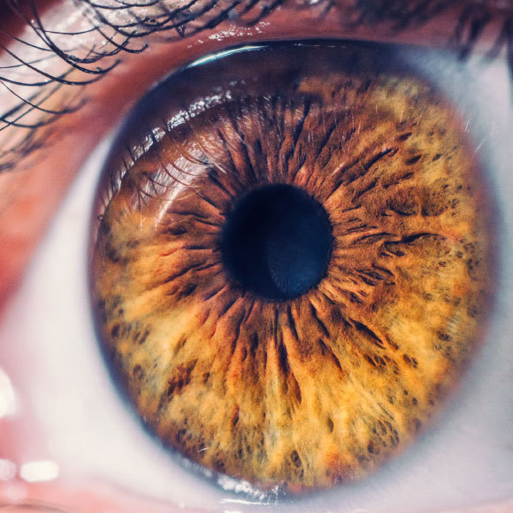 بحث جديد: الميتوكوندريا تُسهِم في تركيز أشعّة الضوء في خلايا العين