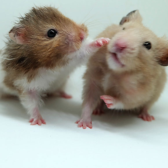 خازن الثمار سريع الغضب!